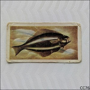 White Fish Authority Card The Fish We Eat #5 Halibut (CC76)