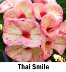 *THAI SMILE*Crown Of Thorns-Euphorbia Milii*CHRIST PLANT**STARTER PLANT - Picture 1 of 10