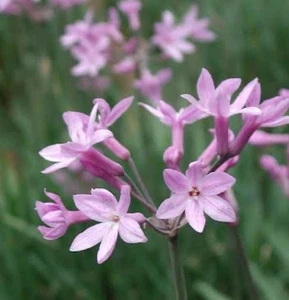 Pink Agapanthus Dwarf : $63.90 For 3 Rhizomes: Free Postage - Picture 1 of 3