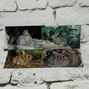 Vintage Postcard Lot Of 4 Wild Rabbits Cottontail Woodland Creatures - Picture 1 of 4