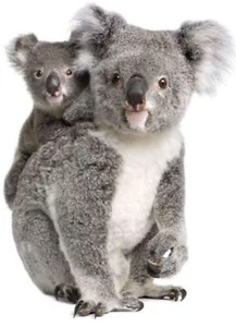 ASticker decal wall fridge children room animal decorate koala australia baby - Bild 1 von 1