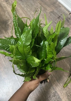 FREE 2-4 DAY SHIPPING El Niño Fern Live Aquarium Plant Fish Tank Decor Large 1PC - Image 1 of 3