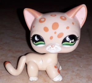 Petshop chat europeen 852 - Picture 1 of 1