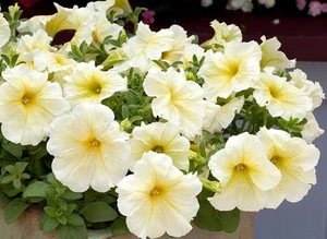 Petunia Prism Sunshine Pelleted Seeds, Attracts Butterflies, FREE SHIPPING - Picture 1 of 3