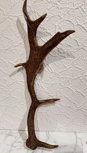 Hirschgeweih Abwurfstange vom Damwild 50 cm / 0,5 KG - Bild 1 von 2