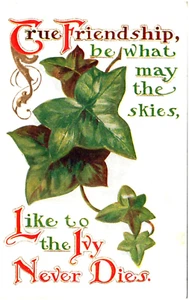 True Friendship Like Ivy Never Dies Embossed Winch Back Postcard - Picture 1 of 2