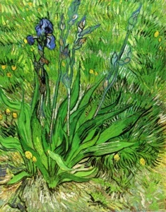 Vincent van Gogh Iris Floral 8x10 Art Giclee Canvas Print Wall Decor Artwork - Picture 1 of 2