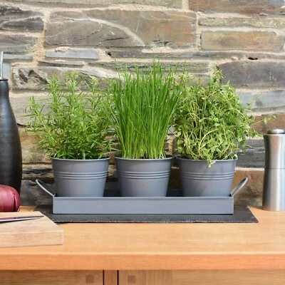 Indoor Herb Planters Tray Kitchen Windowsill Plant Pot With Handle Charcoal Set - Image 1 of 4