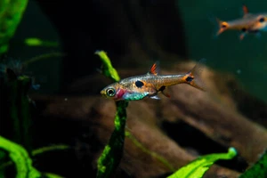 6 Dwarf Rasbora (BORARAS MACULATUS) FRESHWATER LIVE FISH - Picture 1 of 1