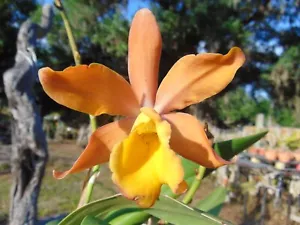 Stomara Memoria Ruben Sauleda Bloom size Bare root NICE PLANT A1A - Picture 1 of 3