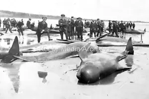 Att-30 Beached Whales, The Scilly Isles. Photo - Picture 1 of 1
