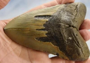 Megalodon Shark Teeth XLG Real FOSSIL 5 - 24 million year old 130mm 5.1" 598cc - Picture 1 of 12