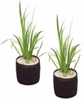 Various marginal POND PLANTS with a 15cm ROUND FABRIC / WOVEN POT bog plant