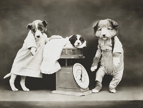 Weighing The Baby - Dogs And Puppy With A Scale - 1914 - Photo Poster - Image 1 of 1