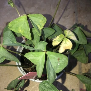 oxalis triangularis Herzblattklee Mystic Mist - Bild 1 von 3