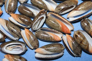 20-OLIVE RETICULATA Cut/Sliced Seashells,Beach Art,Sailors Valentines,giftCS-100 - Picture 1 of 10