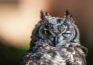 WINKING OWL - Woodland Birds Poster Picture Print Sizes A5 to A0 *FREE DELIVERY* - Picture 1 of 7