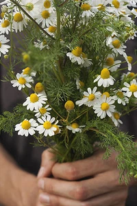 SAMEN  die Römische Kamille passt in einen bunten Wiesen Strauß  Kräutersaat - Bild 1 von 1