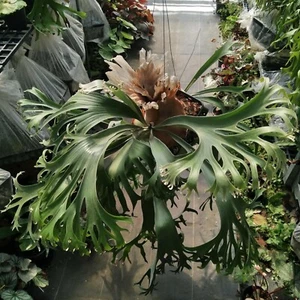 Sporen von Platycerium SS Foong Hirschhornfarn Hybriden aus Kunstandpflanzen Thai - Bild 1 von 3