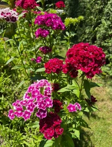 22+Pflanzen Blume Bartnelke Mix Bartnelke Blühwunder Insektenfreundlich 2-jährig - Bild 1 von 3