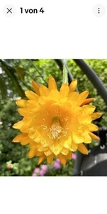 Epiphyllum Yelow Tang, kräftige Syecklinhr mt Knospen zum verkaufen - Bild 1 von 3