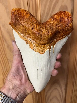 NEW MASSIVE megalodon tooth  replica 9" CONVERSATION PIECE CREAM COLOR ENAMEL  - Image 1 of 2