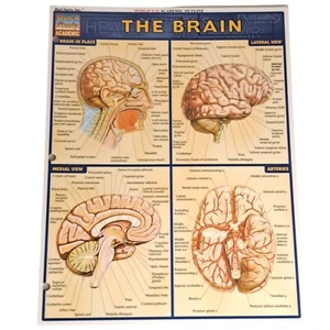 Laminated Brain Quick Study Academic Bar Charts Inc Vincent Perez 2001 Vintage - Foto 1 di 3