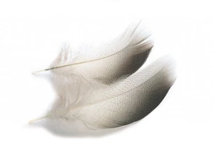 Veniards Mallard Bronze Mallard Shoulders (10 pcs) * 2025 Stocks * 000MDBSL - Picture 1 of 2