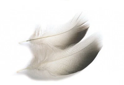 Veniards Mallard Bronze Stockente Schultern (alle Größen) * Lager 2024 * Dabblers