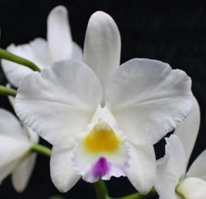 Orchids Laelia Cattleya Pot. Forbidden Love ‘Exception’ AM/AOS--DIVISION!! - Picture 1 of 7