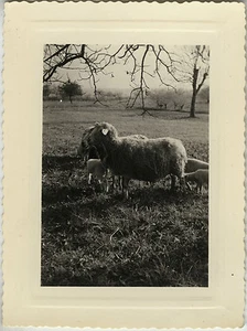ALTES FOTO - VINTAGE SNAPSHOT - TIER SCHAF - SHEEP - Bild 1 von 1