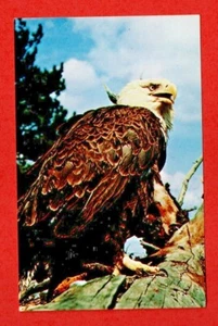 ÁGUILA CALVA AMERICANA postal emblema nacional de EE. UU. animal pájaro de presa halcón búho - Imagen 1 de 2