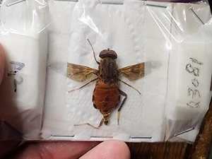 Diptera Pantophthalmus vittatus Timber Fly Peru Giant Fly Insect Entomology - Picture 1 of 4