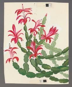 MERRY CHRISTMAS Blooming Red Cactus Flowers 5.5x7" Greeting Card Art #FL887