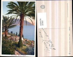 247467,Liguria Imperia Bordighera Flora della Riviera Ligure Palmen - Picture 1 of 1