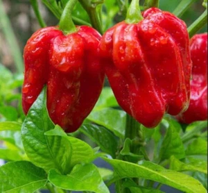 Thai hot red pepper 50+ Seeds - Picture 1 of 1