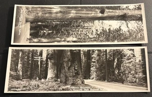 Paar Art-Ray California Redwoods PANORAMIC Jumbo RPPC Top - Bild 1 von 4