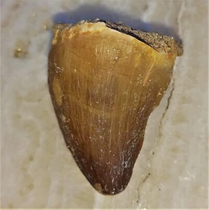 grande dente pietrificato mosasauro dinosauro mosasauro n.96 tooth fossil - Foto 1 di 2