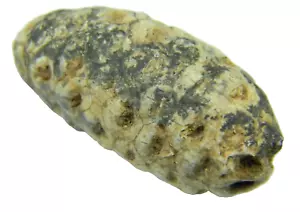 Cone semi fossili (PINO) Marocco 1,60 pollici - 17,37 grammi - Foto 1 di 5