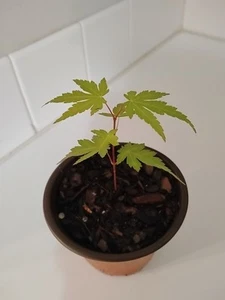 Green Leaf Japanese Maple Tree, 4" Pot. - Picture 1 of 5
