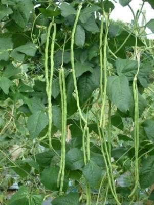 long beans : true breed vegetable seeds - Image 1 of 2