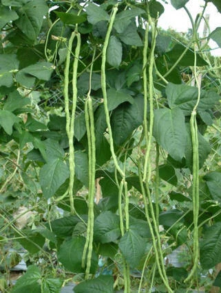 long beans : true breed vegetable seeds - Image 1 of 2