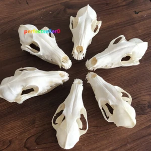 Calavera de zorro real taxidermia hueso esqueleto Halloween pecera decoración 5 piezas coleccionar - Imagen 1 de 7