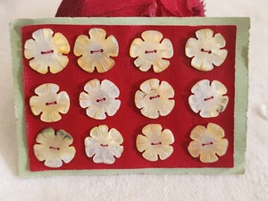 Rare petite plaque boutons anciens en nacre 1,4 cm lot de 12 n°3K - Picture 1 of 4