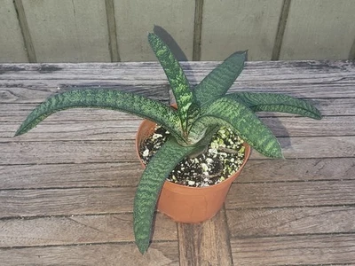 Gasteria batesiana rara suculenta maceta de 4"" Foto 1 de 3