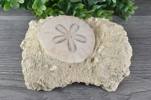 Fossil Sand Dollar on Matrix Scutella Miocene from France 12.1 cm # 18427 - Picture 1 of 7