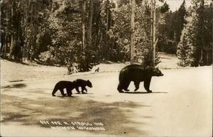 RPPC Bears Strolling in Northern Wisconsin Vintage Postcard - Picture 1 of 5