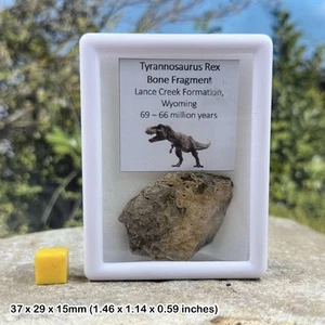 Authentic Tyrannosaurus Rex Bone Fragment – Dinosaur Fossil – Hell Creek - Picture 1 of 1
