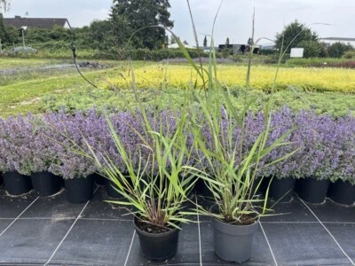 Ruten-Hirse Panicum virgatum 'Warrior' im 2 L Topf - Bild 1 von 3