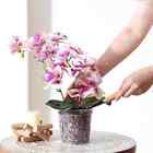 6 Pack Orchid Pot 5 Inch Clear Flower Plastic Plant 